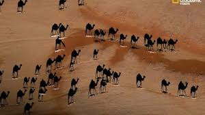 He lives in the zoo with his best friend, harry the hippo. National Geographic Shadow Camel Illusion