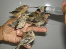 Baby Java Finch Or Java Sparrow Baby Sparrow Baby Animals Bird Species