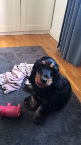 Ake Akethecockerspaniel Foton Och Videoklipp Pa Instagram In 2020 Spaniel Puppies Cocker Spaniel Puppies Crazy Dog Lady