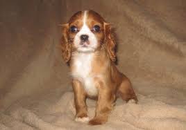 Litter Of 8 Cavalier King Charles Spaniel Puppies For Sale In Dresser Wi Adn 56892 King Charles Spaniel King Charles Cavalier Spaniel Puppy Puppies For Sale