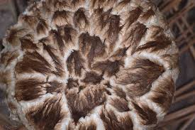 Image result for Strobilomyces strobilaceus