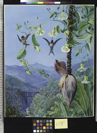 Image result for Convolvulus goyderi