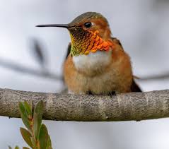 Check spelling or type a new query. Hummingbirds California Everything You Need To Know Bird Advisors