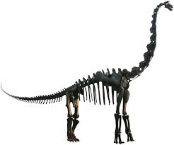 Carbon dating dinosaur bones is ludicrous, and the fact they yielded numbers is meaningless, krishtalka said. Brachiosaurus Wikipedia