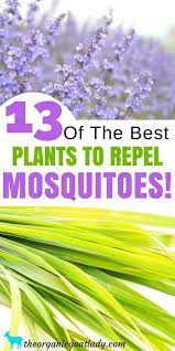 Plants That Repel Mosquitoes Natural Insect Repellent Best Mosquito Repellent Plants Best Mosquito Repellent Plants Mosquito Repelling Plants Mosquito Plants
