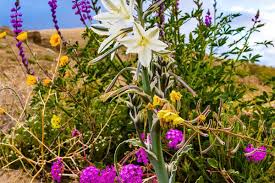 When is the flower season? Spring Blooms In The Anza Borrego Desert Desert Wildflowers