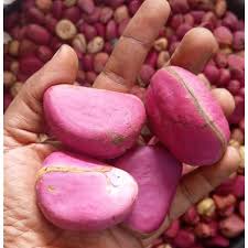 Image result for Cola clavata