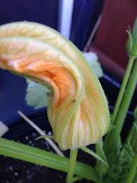 Maybe you would like to learn more about one of these? What Are These Black Bugs On My Zucchini Plant Gardening Landscaping Stack Exchange