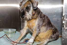 As well, since the bone marrow is so preoccupied with making these cancerous cells, there is an alarming lack of other healthy blood cells that a dog needs. Management Of Immune Mediated Hemolytic Anemia
