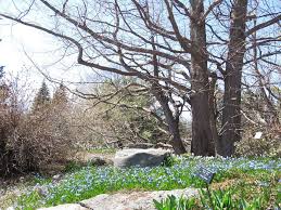 Le Printemps Commence A S Installer Au Jardin Botanique De Montreal Jardin Alpin C Espace Pou Jardin Botanique Montreal Espace Pour La Vie Jardin Botanique