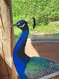 You still have to watch ads. Reports Of Third Peacock On The Loose Otago Daily Times Online News