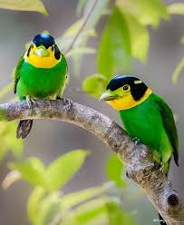 Black Bird With Long Tail India Long Tail Broadbill India Photo Rajesh Chaube Birds Beautiful Birds Unusual Animals