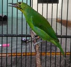 Jun 17, 2021 · jumadi menyebutkan berbagai jenis burung yang diamankan di antaranya burung jalak kebo 930 ekor, prenjak 510 ekor, gelatik 210 ekor, perkutut 270 ekor, pleci 96 ekor, kepodang 24 ekor, kolibri lima ekor, muncang dua ekor, cucak ijo mini lima ekor, dan cucak ranting lima ekor. Tips Memilih Cucak Ijo Trotol Yang Memiliki Kualitas Bagus