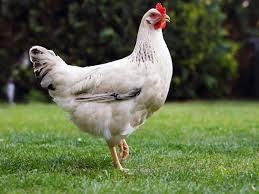 The size of the brain doesn't really tell you that much about intelligence, though. Curious Kids How Can Chickens Run Around After Their Heads Have Been Chopped Off