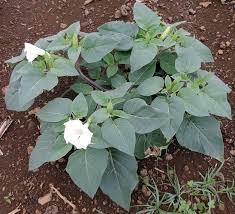 Image result for Datura inoxia
