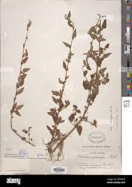 Image result for Melochia melissifolia