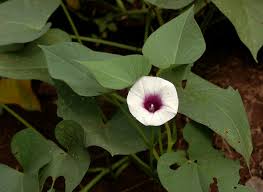 Image result for Ipomoea batatas