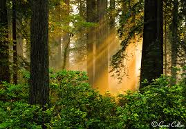 Redwood Trees, light beams, forest