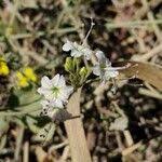 Image result for Commicarpus plumbagineus