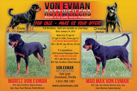 Rottweiler puppies for sale from german rottweiler breeder. Evie Lynn Groveland Florida 1 813 789 1301 Www Vonevmans Com German Rottweiler Rottweiler For Sale Rottweiler
