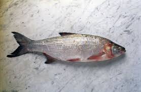 Uppländsk undfägnad