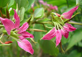 Image result for Bauhinia macrantha