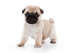 Whatever term you like to use to describe puppies, they are truly incredible animals that are much more than just pets. Pugs For Sale In Michigan Information Pugs Home