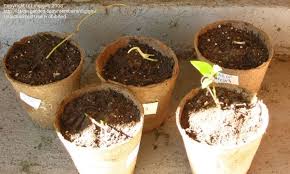 We did not find results for: Clematis Growing Clematis From Bare Roots 1 By Digigirl