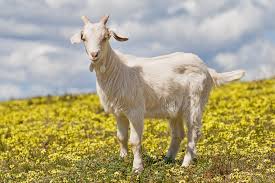Goat Wikipedia