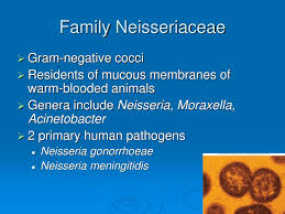 Image result for Neisseriaceae