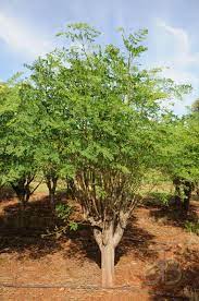 Moringa Oleifera Tree Already A Few Years Old By Photojdb Moringa Tree Moringa Seeds Medicinal Plants