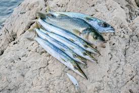 Pack Die Wobbler Ein Angeln Fische Mittelmeer