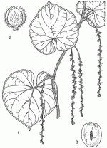 Image result for Chasmanthera dependens