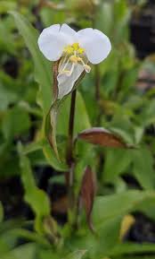 Image result for Commelina albescens