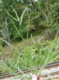 Image result for Eleusine