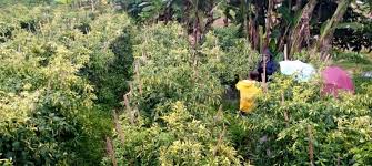 Tempo.co 1 jam lalu tempo.co. Petani Cabai Daerah Sentra Sepakat Turut Amankan Pasokan