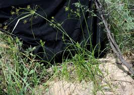 Image result for Cyperus chersinus