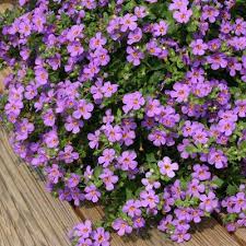 Here at aquarium plants factory, we cultivated this species emerged in our greenhouse so it can readily be available for commercial trade and make the plants become more popular and ready for everyone. Pin By Ms How To You Lcsw On Green Thumb Indoor Flowers Potted Plants Full Sun Summer Flowers Garden