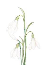 Snowdrop Flower Watercolor Best Flower Wallpaper