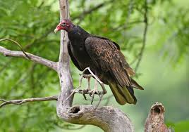 We did not find results for: Birdist Rule 60 Figure Out What Kind Of Vulture Is Circling You Audubon