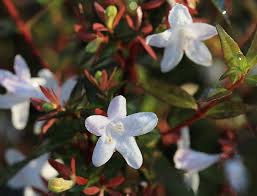 Image result for Limosella grandiflora
