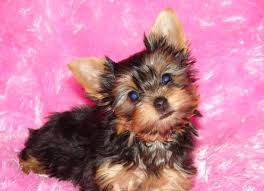 Did you scroll all this way to get facts about teacup yorkie puppy? Precious Tea Cup Yorkie Pups For Free Adoption For Sale In Lakewood California Classified Americanlisted Com