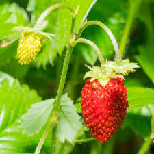 Image result for Fragaria vesca