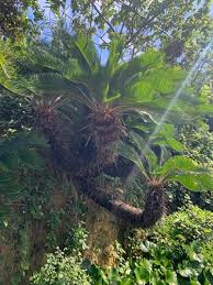 Image result for Cycadaceae