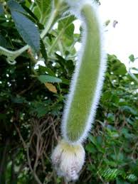 slaoui : une surprenante courge verte - Tali Bellule Lilibeth Mandareve  bijoux fantaisie mandala deamcatcher