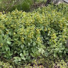 Image result for Lamium galeobdolon