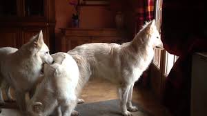 Maybe you would like to learn more about one of these? Chiots Blue Bay Shepherd Video Du 17 Avril 2013 By Kawakansilver