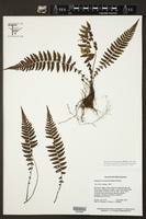 Image result for Amauropelta bergiana