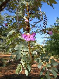 Image result for Baikiaea