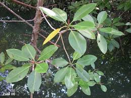 Image result for Sonneratia alba